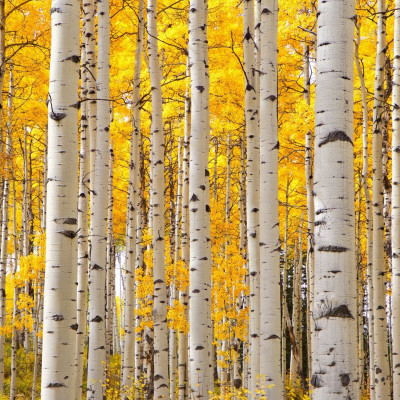 aspens